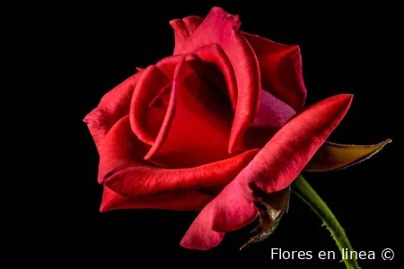 ¡Las flores más bellas del mundo!